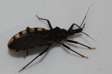 Die Chagas-Krankheit